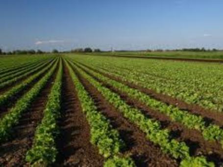Agricultural Distribution Company For Sale